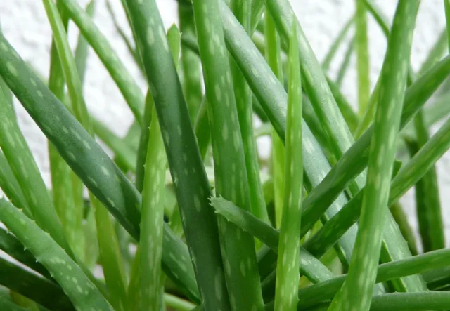 Aloes – dlaczego warto mieć go w kosmetyczce?